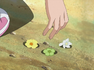 Flores que Hikari le quita a Bell
