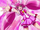 Miyuki Hoshizora/Cure Happy