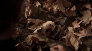 Pll~5x15-6.png