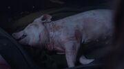 S04e01pig