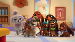 Bow wow puppies online