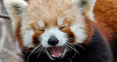 Laughing-panda.jpg
