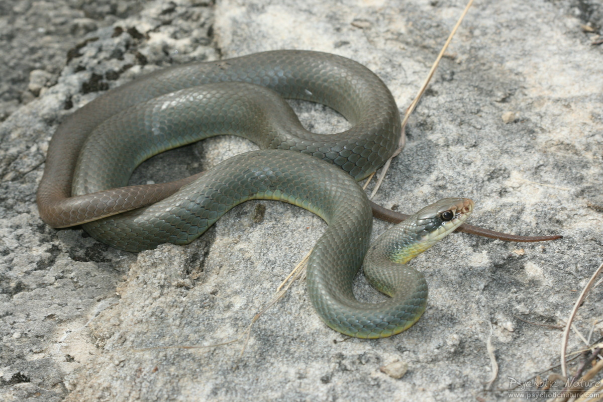 Змея серого цвета. Coluber Constrictor змея. Серая змея полоз полоз. Coluber Constrictor Foxii. Зелёный полоз в Сочи.