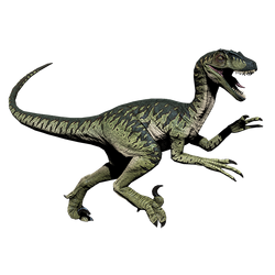 Novaraptor