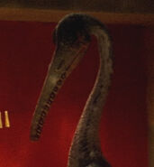 Hesperornis