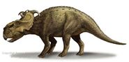 Pachyrhinosaurus