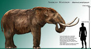 American Mastodon