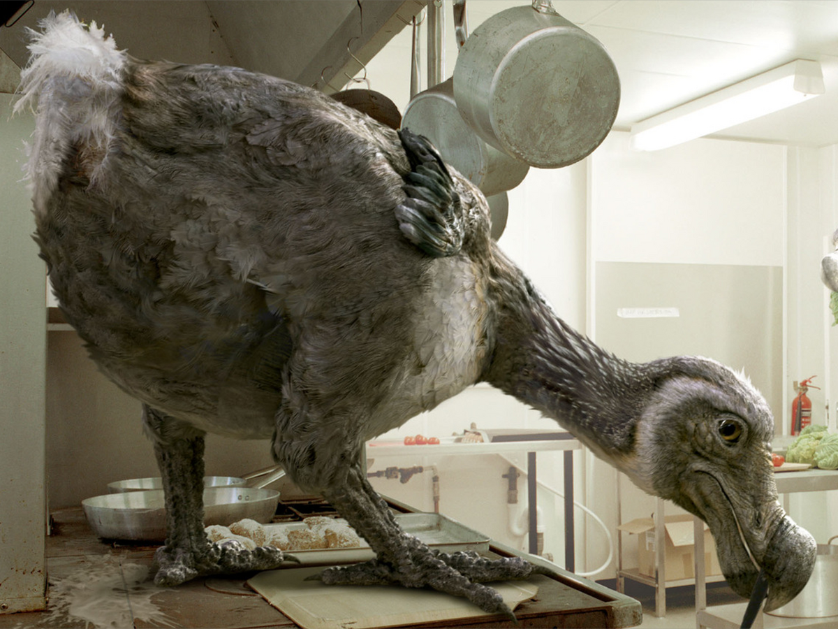 Dodo | Anomaly Research Centre | Fandom