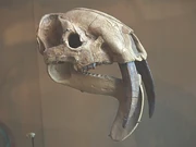 A skull reconstruction of Thylacosmilus, showing the lower jaw bone