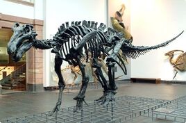 IguanodonSkeleton