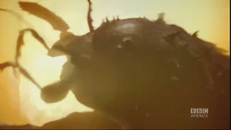 A Burrowing Insect being incinerated by a gas explosion