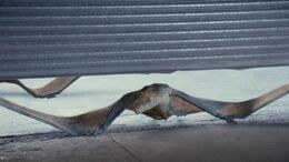 Anurognathus crawling into the New Dawn facility