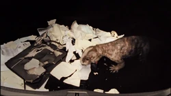 3x6diictodonEatsUpFiles