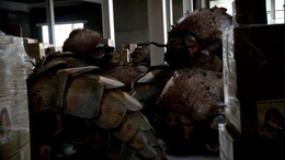 A hibernating nest of Giant Burrowing Insects