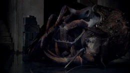 A dead Burrowing Insect scout