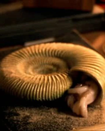 Ammonite Anomaly Research Centre Fandom ammonite anomaly research centre fandom