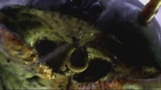 The Arthropleura's venin injection tube