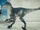 Dromaeosaur