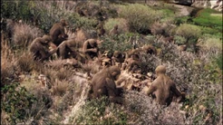 A large group of Australopithecus in the Pliocene.