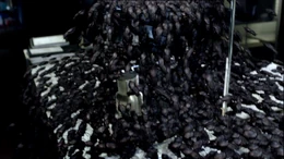 5x4futureBeetlesInvadeLab