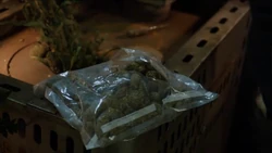 Cannabis leaves turned into drug pellets