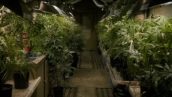 Plantation of Cannabis Plants
