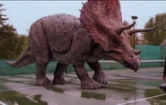 Triceratops
