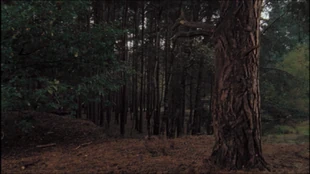 0310CretaceousForestFloor