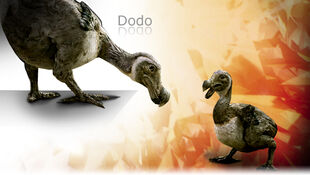 Dodo promo