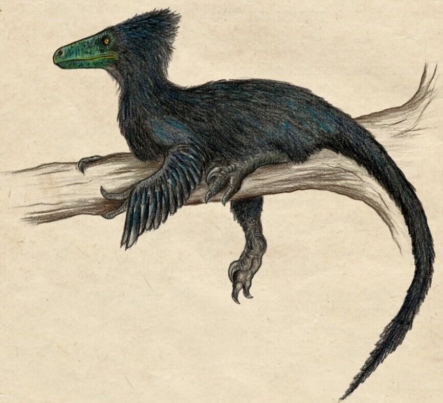 Deinonychus - Simple English Wikipedia, the free encyclopedia