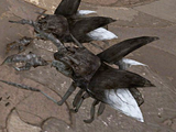 Scarabs (Forgotten Sands)