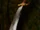 Weapons in Prince of Persia: Arabian Nights