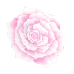 Flower Meringue Coord