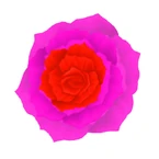 Assorted Flower Coord