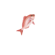 Progressbar 7.2β Logo