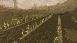 Ethanol fields maize