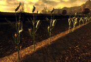 Explosive corn stalks
