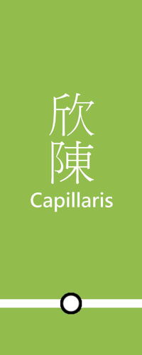 CapillarisB