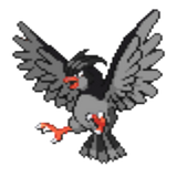 Edgy Pidgeotto