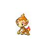 Chimchar