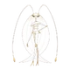 0795 Pheromosa