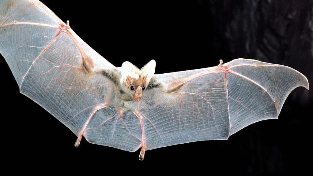 australian ghost bat