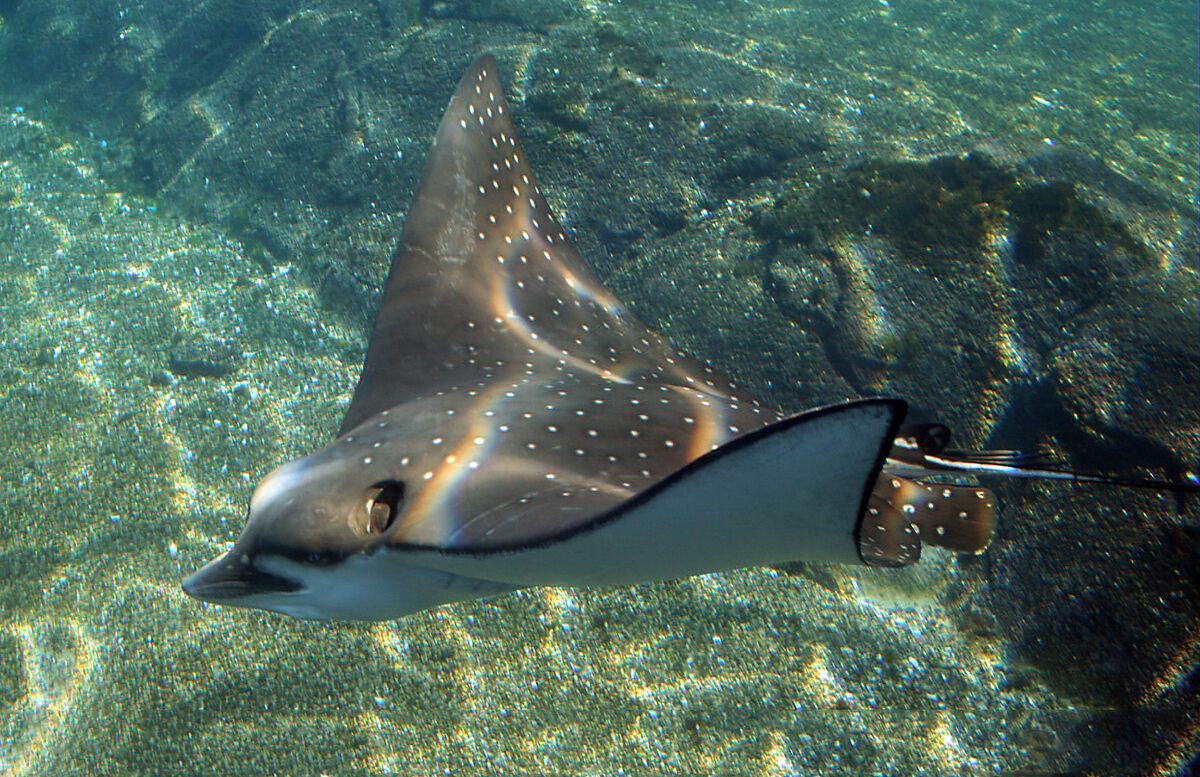 Spotted Eagle Ray | Project Zoo Wiki | Fandom