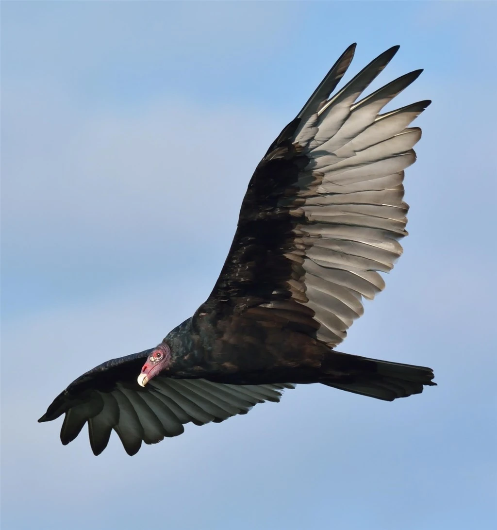 Turkey Vulture Project Zoo Wiki Fandom