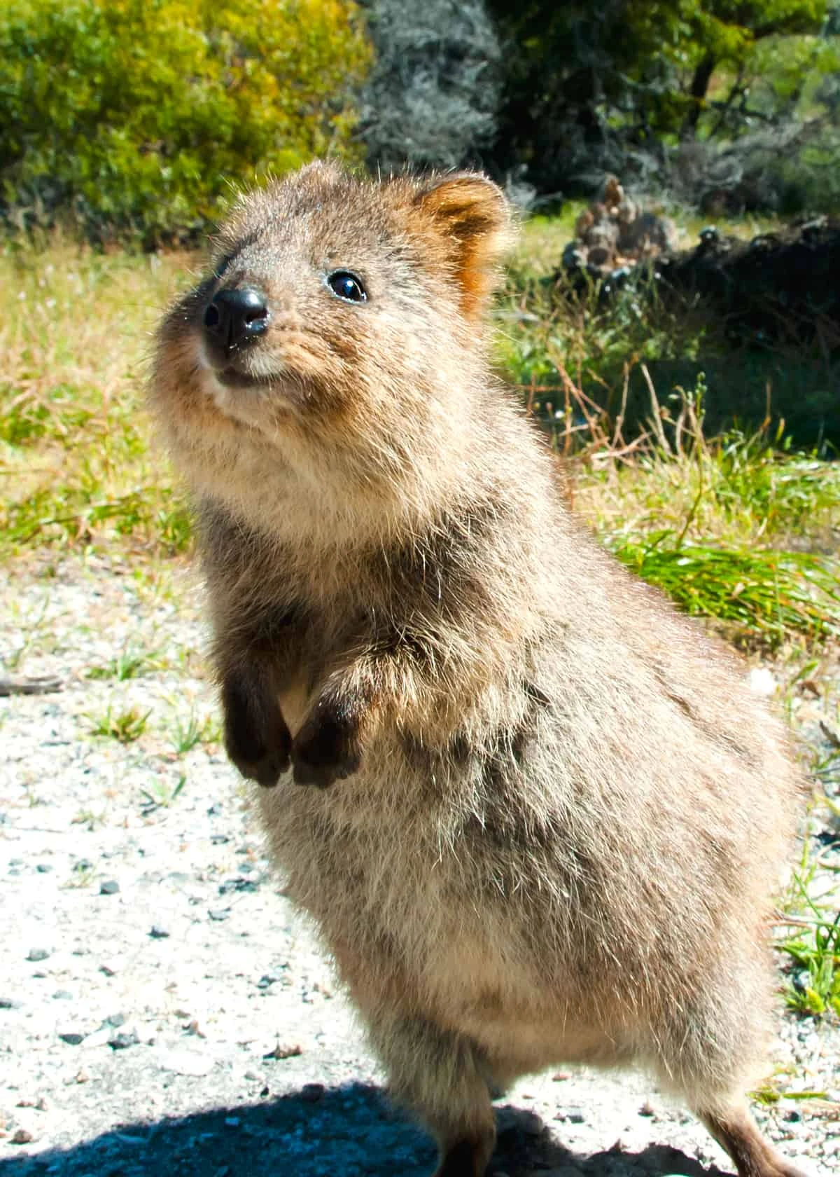 Quokka | Project Zoo Wiki | Fandom