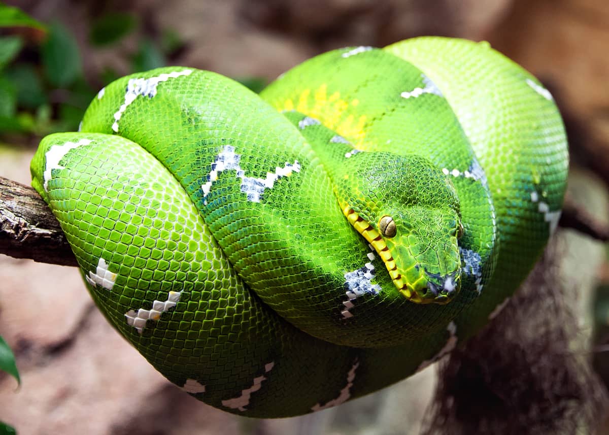 Emerald tree boa - San Francisco Zoo & Gardens