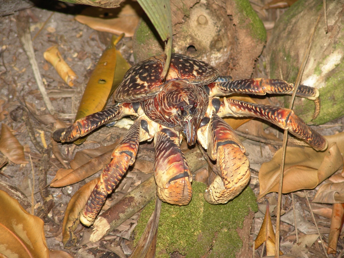 Coconut Crab Project Zoo Wiki Fandom