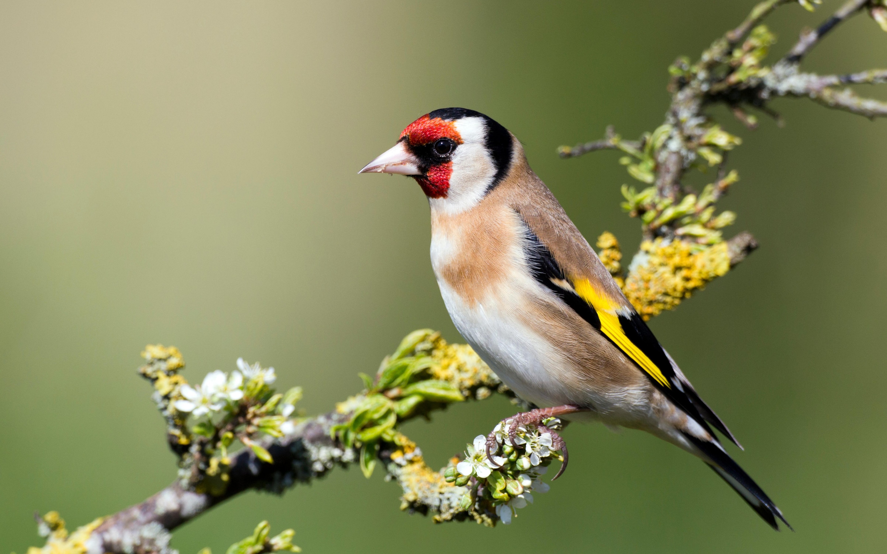 European Goldfinch | Project Zoo Wiki | Fandom