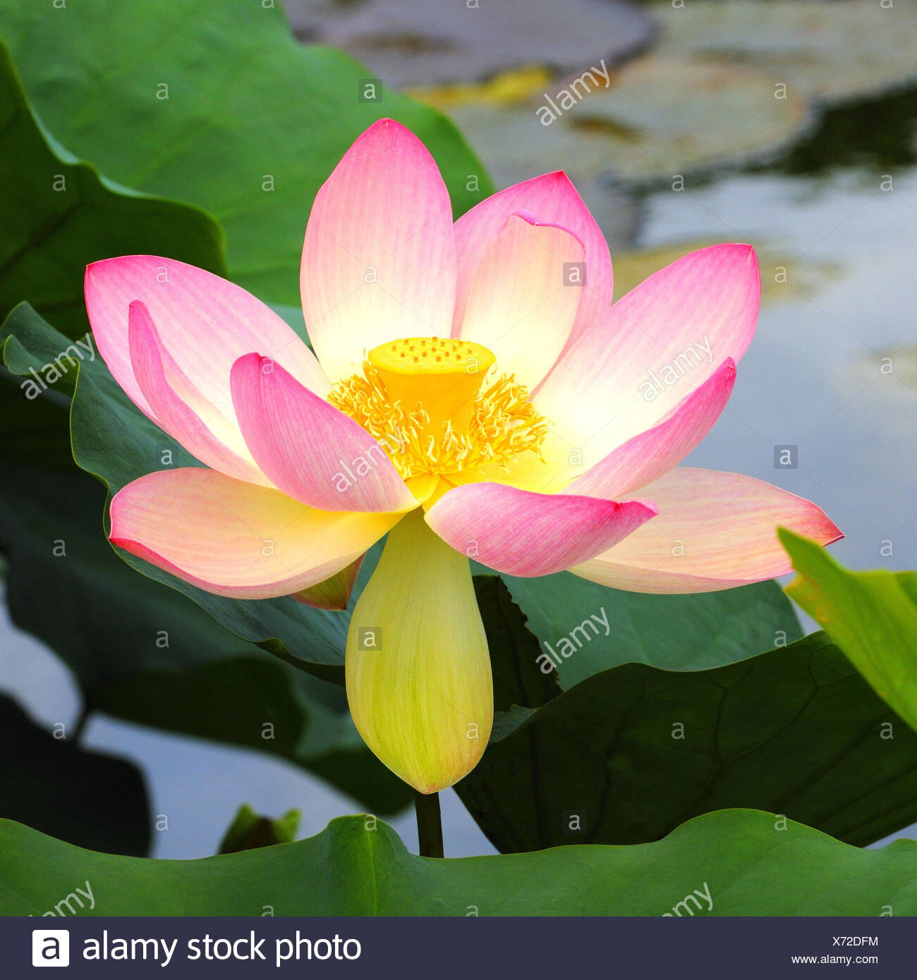 Indian Lotus, Project Zoo Wiki