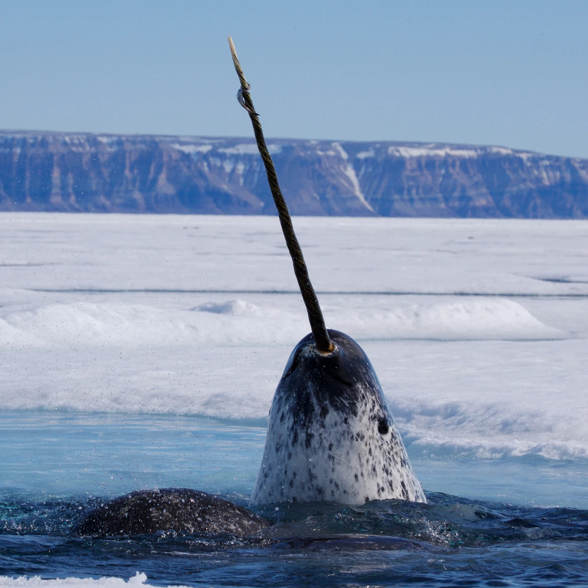Narwhal Cute Pattern Print Floor Mat main image 0